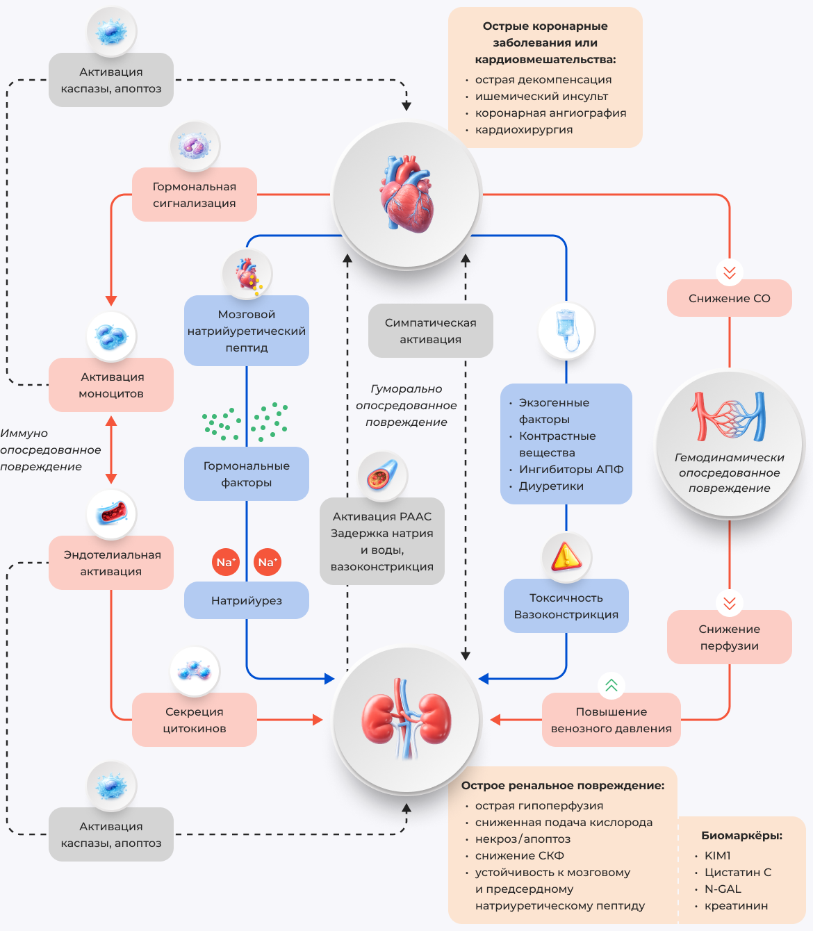 Рисунок 3. Схема патогенеза кардио-ренального синдрома.